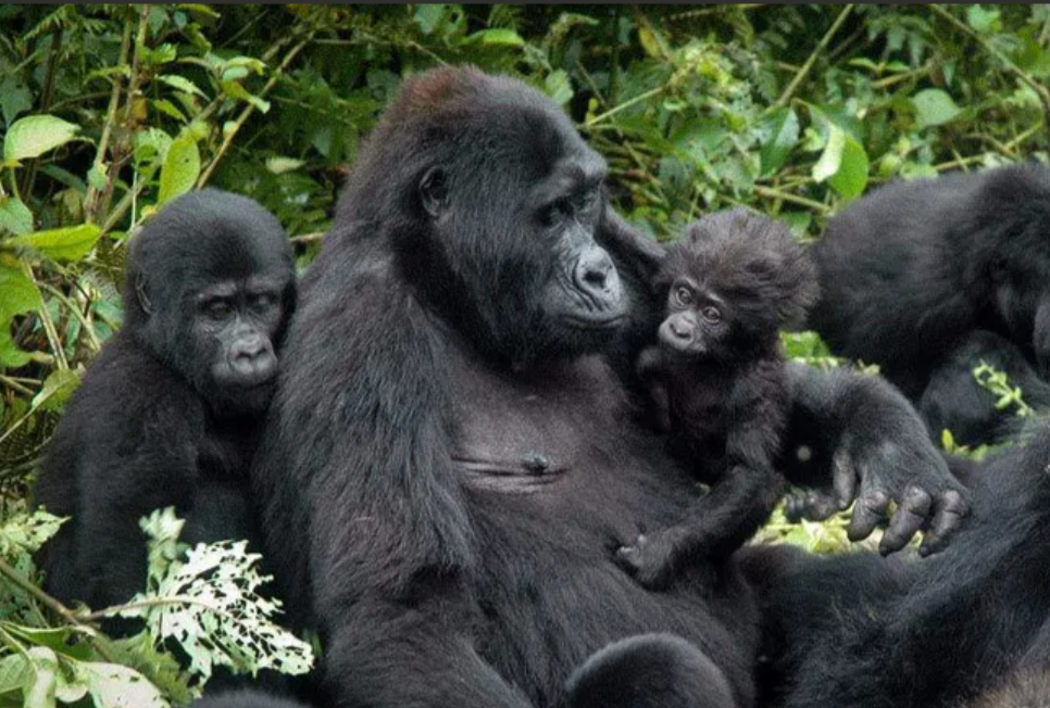Gorilla family in Bwindi Forest_MJSafarisuganda.com