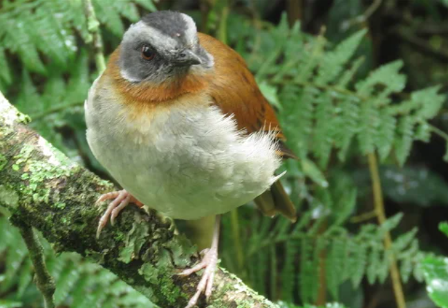 mjsafarisuganda.com_birding