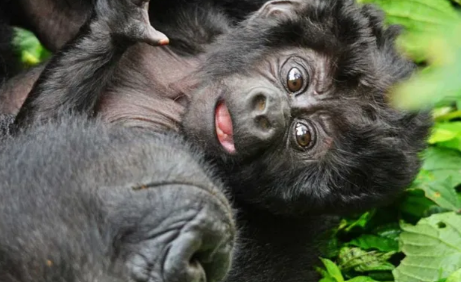 gorilla_trekking_MjSafariuganda.com_when_is_the_best_time_to_go_for_gorilla_treking_inUganda_and_Rwanda.