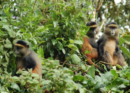 5 Days Gorillas & Golden Monkeys Uganda–Rwanda Safari