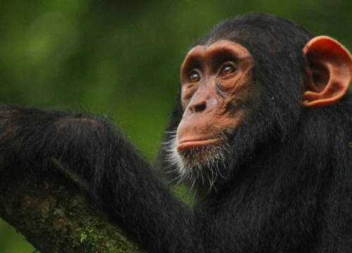 Uganda’s Twelve Wildlife Game Reserves