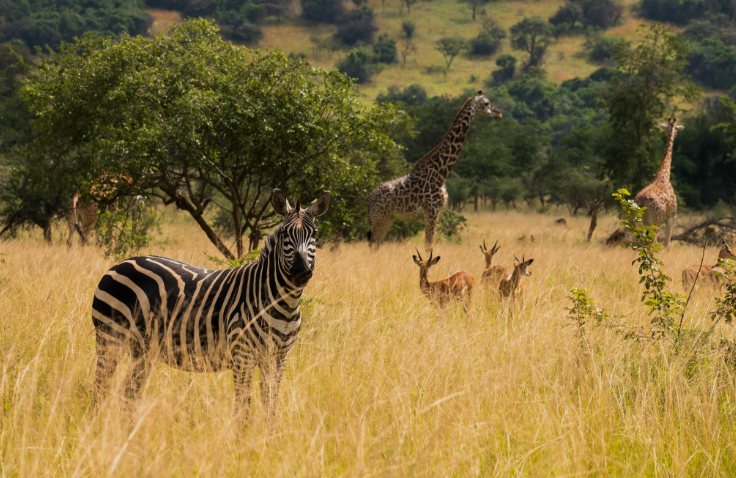Akagera National Park_MJSafarisUganda.com_Rwanda