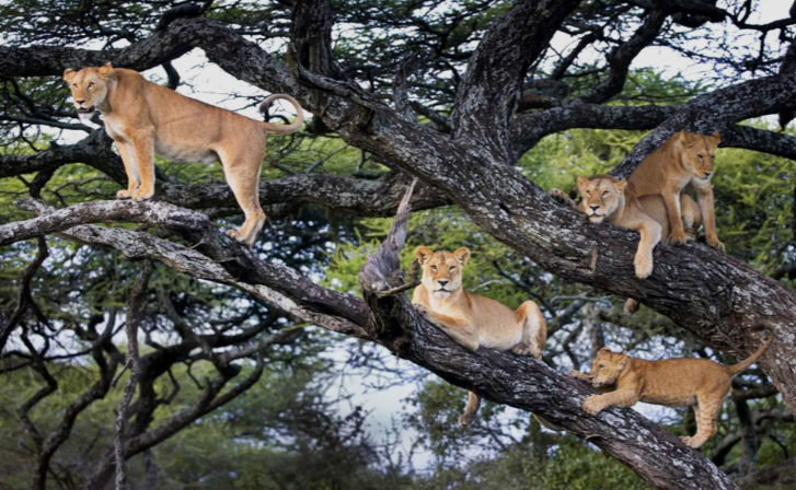 Climibing Lions
