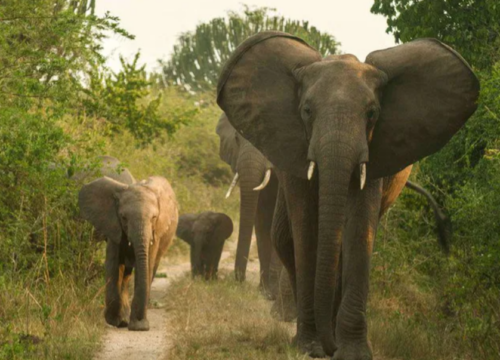 7 Days Uganda Wildlife Safari
