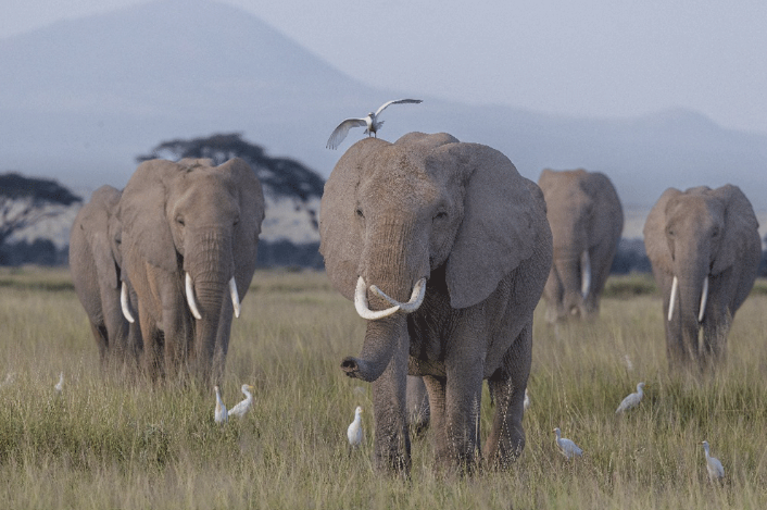 Elephants_Mjsafarisuganda.com_