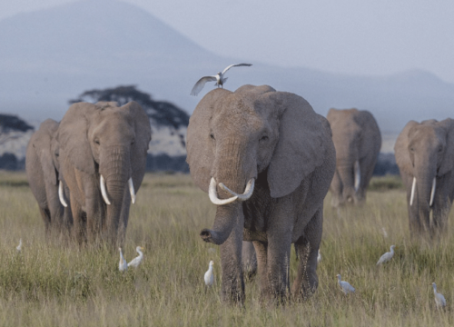 5 Days Uganda Big Five Safari