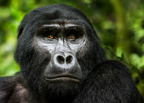 3 Days Bwindi Gorilla Trekking Safari