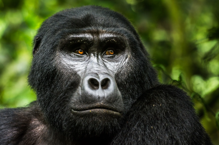 Gorillas_Uganda_MjUgandaSafaris