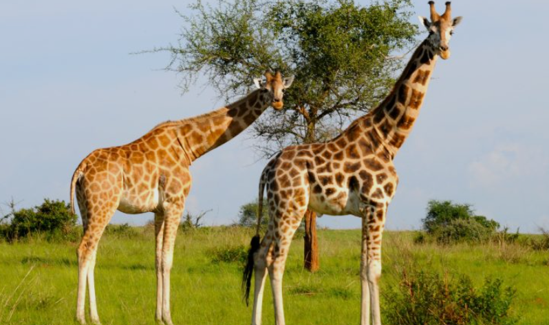 Rothschild giraffes_Murchison Falls National Park_Mjsafarisuganda.com_group