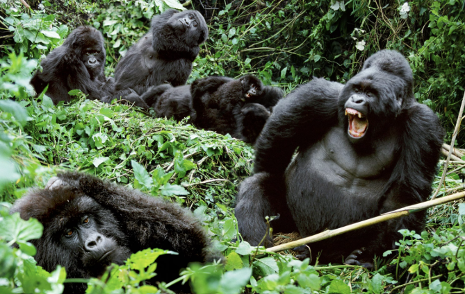 Uganda Gorrilas_mjsafarisuganda.com
