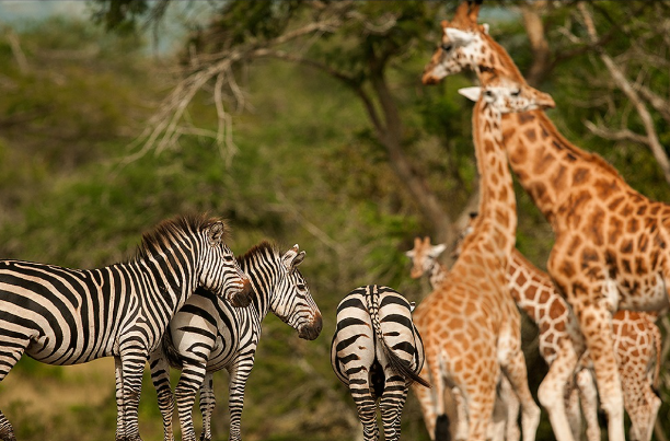 Zebra_giraffe_Mjsafarisuganda.com_Mj