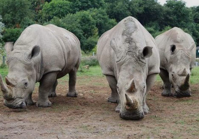 Ziwa Rhino Sanctuary_Mjsafarisuganda.com_Tours