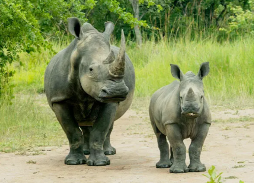 3 Days Murchison Falls National Park Safari