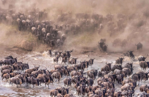 6 Days Tanzania Safari: The Great Migration Experience