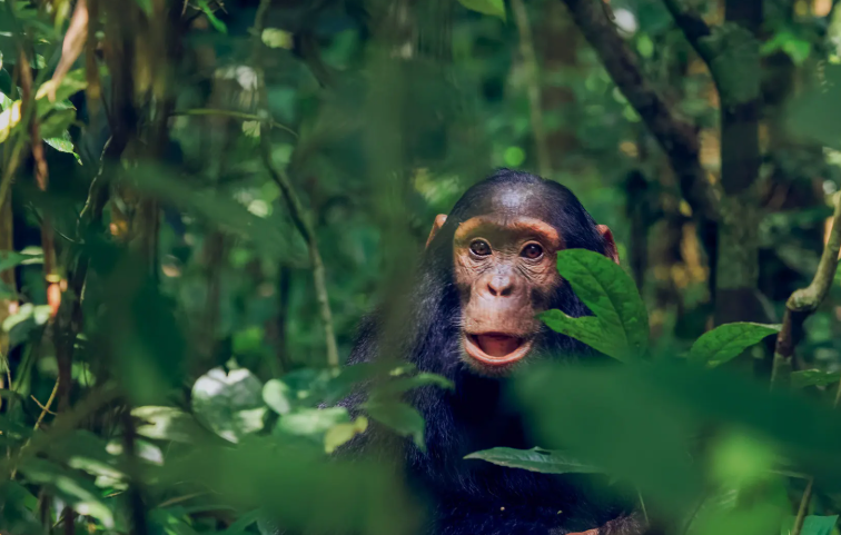 Kibale National Park