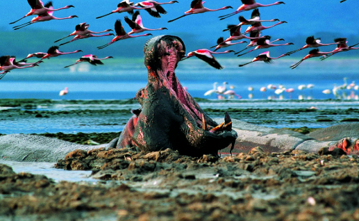 Lake Nakuru_Mjsafarisuganda.com_