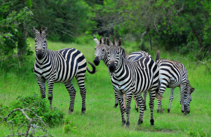 LakeMburo_National_Park_Zebras_Mjsafarisuganda.com