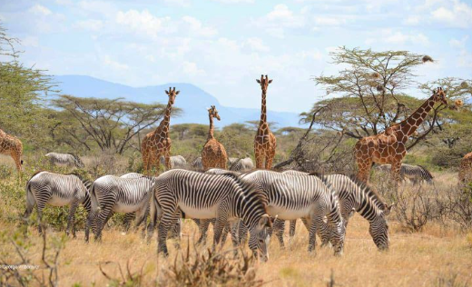 Mjsafarisuganda.com_Samburi_National_Reserve