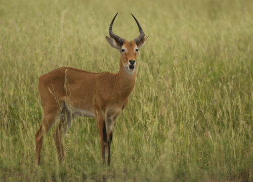 3 Days Maasai Mara Wildlife Safari