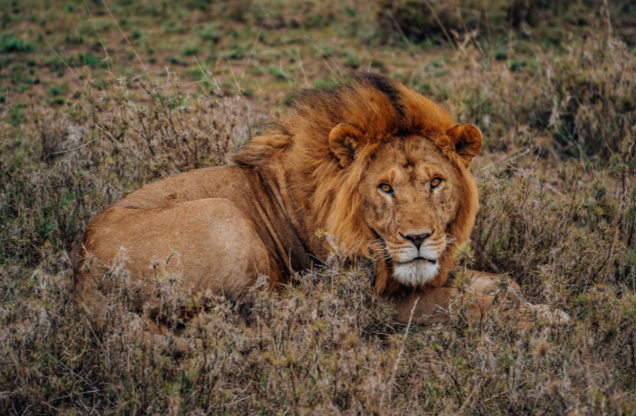 Safari Tips_MJSafarisuganda.com_Tips
