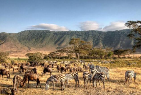 4 Days Tanzania Safari: Tarangire, Serengeti & Ngorongoro