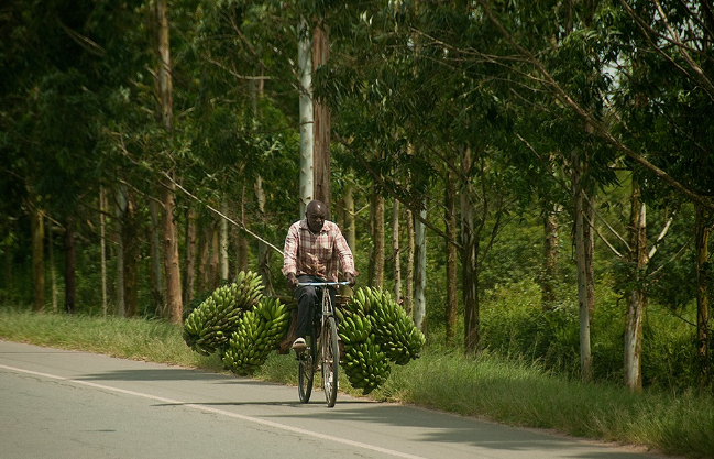 Vilage Man on a Bicycle_carrying_bananas_matoke_Mjsafarisuganda.com_