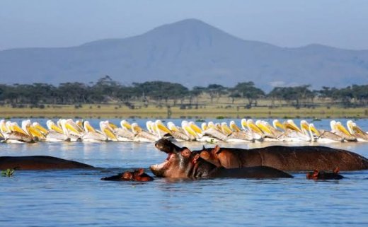 mjsafarisuganda.com_Lake NaiVasha_