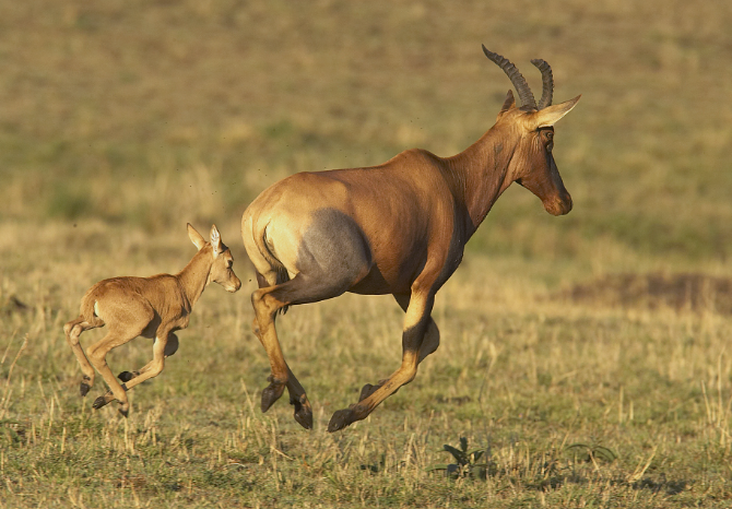 topis_Uganda_Mjsafarisuganda.com_Wildlife_Tours